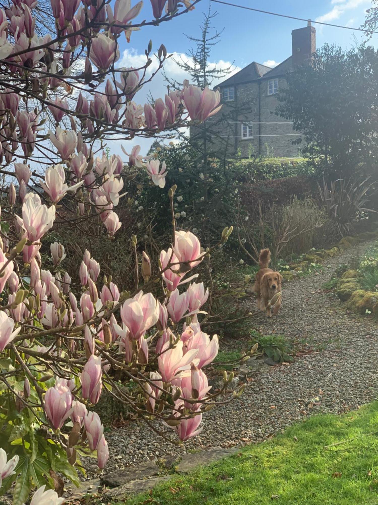 Maristow Cottages, Overlook Tamar Valley Dartmoor بلايموث المظهر الخارجي الصورة